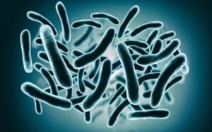 representacion 3d bacterias closeup 151689 9